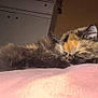 cat, tortoiseshell, sleeping, fluffy, pet, indoor, blanket, furniture, cabinet, cozy, resting, animal, fur, pink, soft, close-up, quiet, domestic, relaxing, home