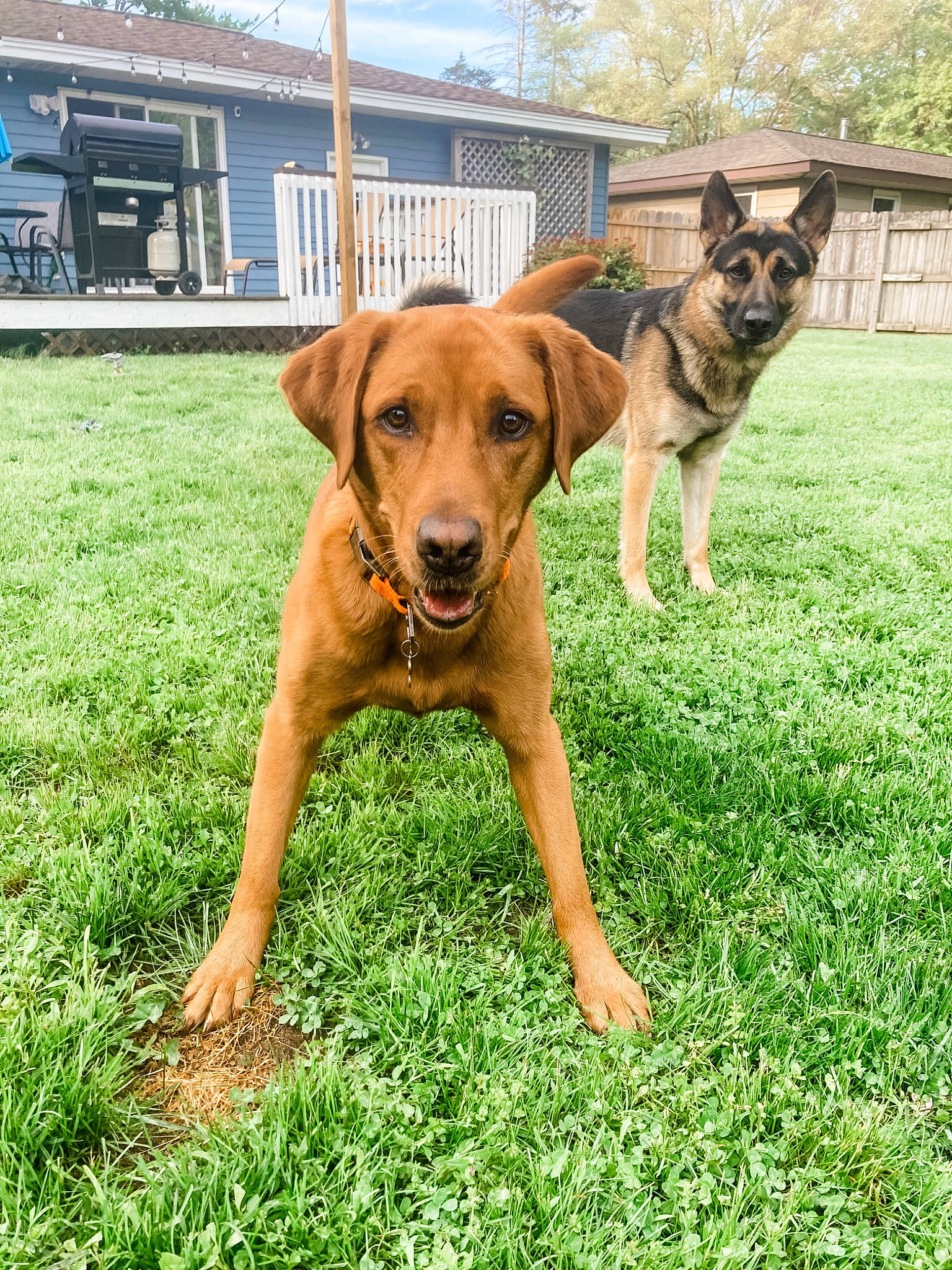 Riley joined the competition — help win amazing prizes! canidae, carnivore, collar, companion_dog, dog, dog_breed, dog_collar, fawn, grass, guard_dog, lawn, liver, plant, sky, snout, sporting_group, tail, tree, working_animal, working_dog
