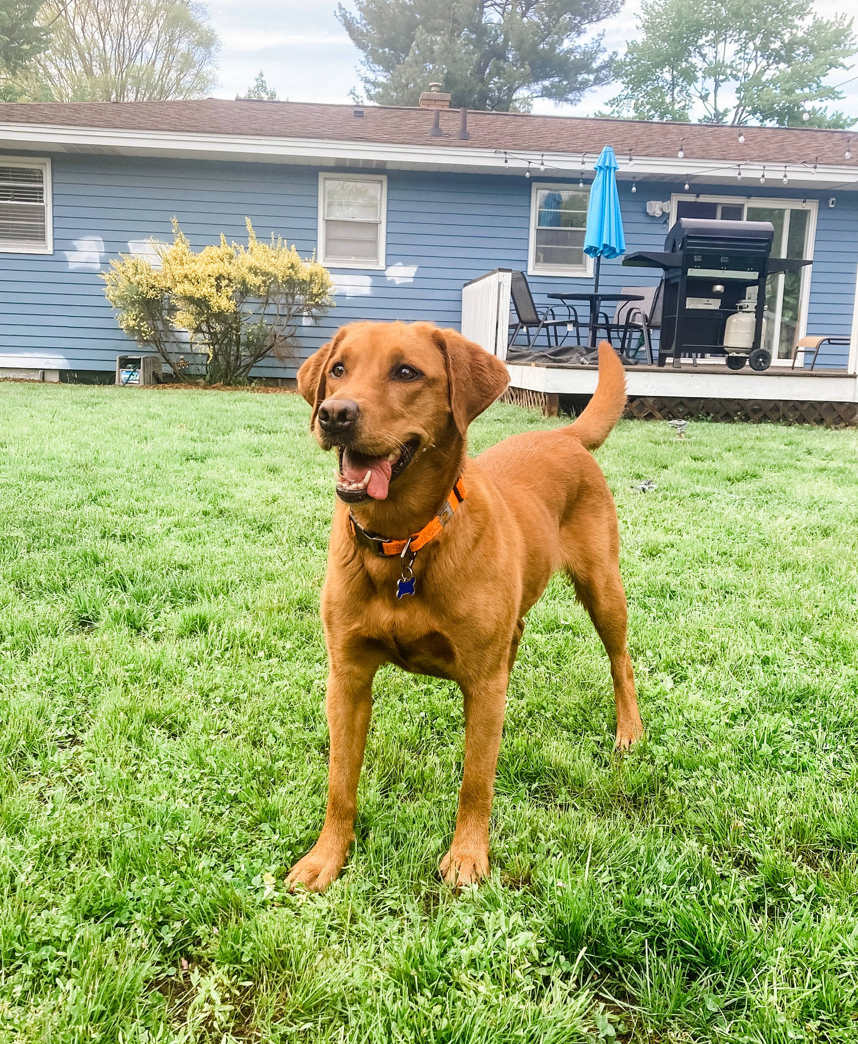 Riley joined the competition — help win amazing prizes! carnivore, chair, collar, companion_dog, dog, dog_breed, dog_collar, grass, guard_dog, gun_dog, house, liver, molosser, plant, sky, tail, tree, window, working_animal, yard