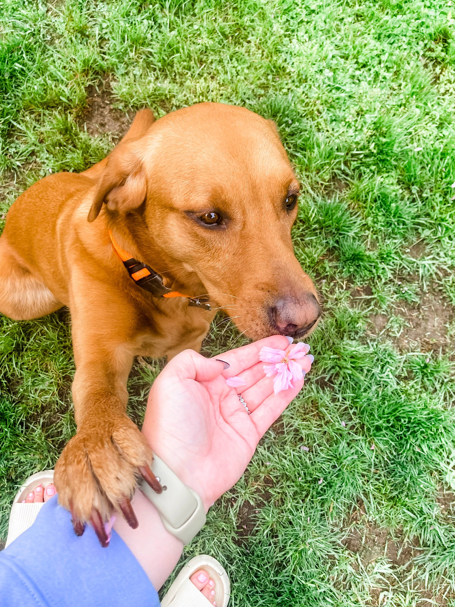 Riley is registered to the contest to win money with this photo: canidae, carnivore, collar, companion_dog, dog, dog_breed, dog_collar, dog_supply, fawn, grass, happy, hound, liver, paw, people_in_nature, plant, snout, tail, whiskers, working_animal