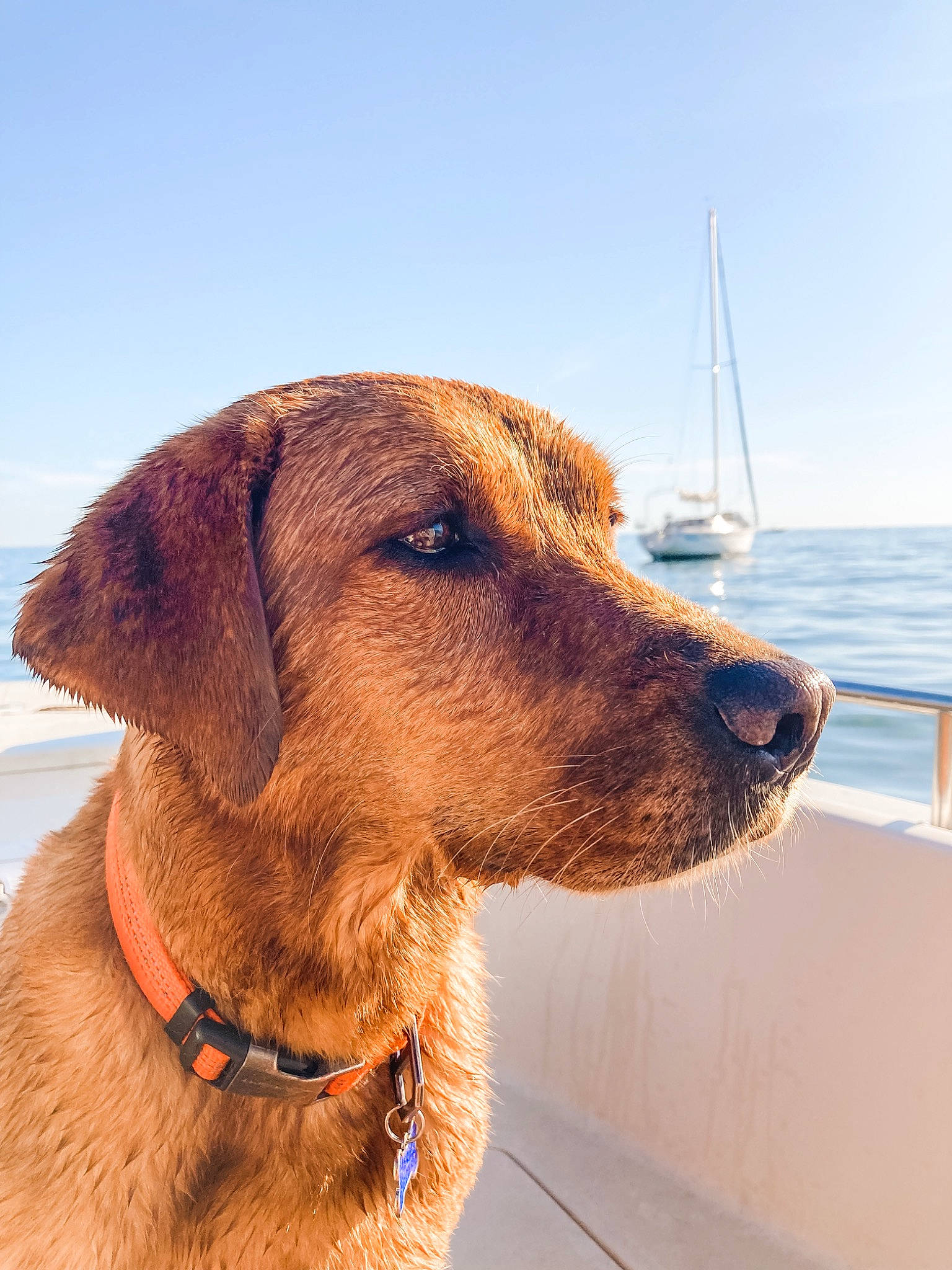 Riley is registered to the contest to win money with this photo: boat, canidae, carnivore, collar, companion_dog, dog, dog_breed, dog_collar, fawn, lake, leash, liver, personal_protective_equipment, pet_supply, sky, sporting_group, water, watercraft, wood, working_animal
