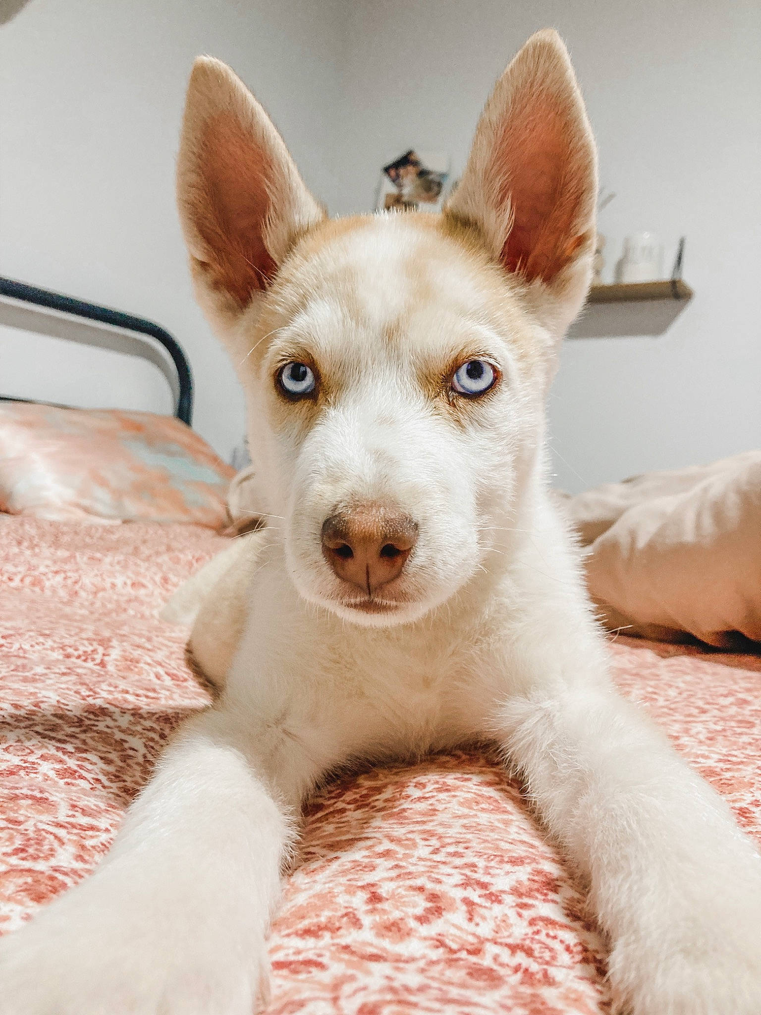 Asher is registered to the contest to win money with this photo: ancient_dog_breeds, canidae, carnivore, comfort, companion_dog, corgi_chihuahua, dog, dog_breed, ear, eyelash, fawn, fur, non_sporting_group, snout, terrestrial_animal, whiskers, working_animal