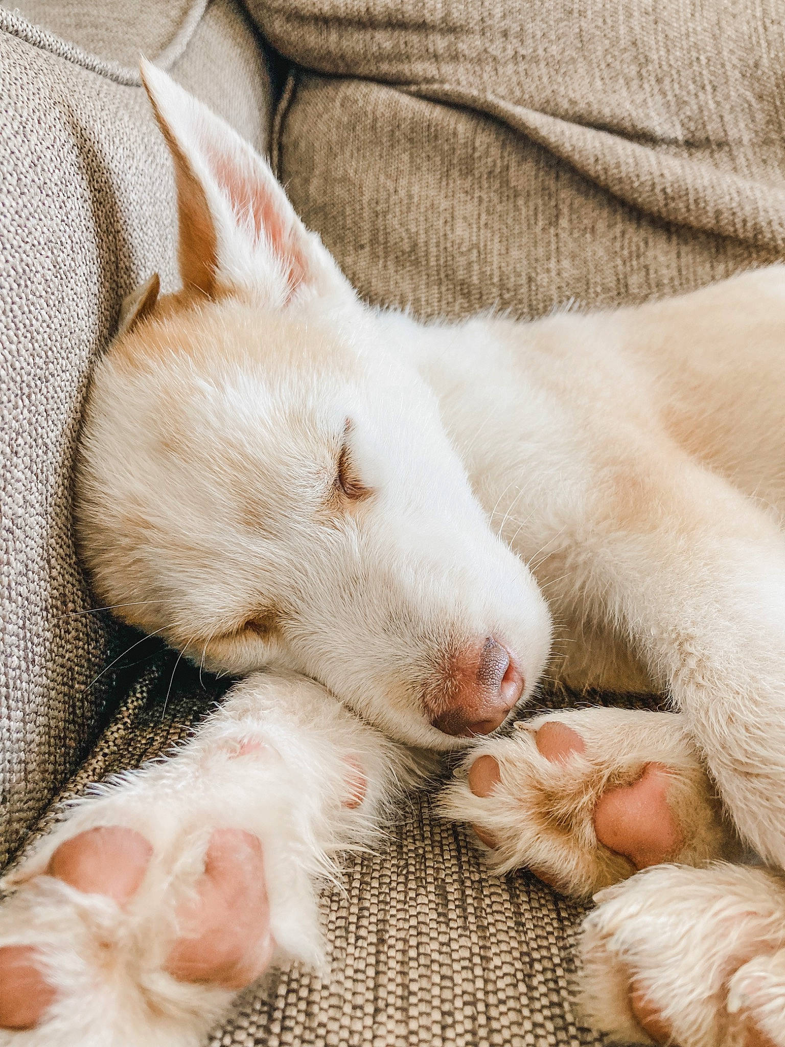 Asher joined the competition — help win amazing prizes! canidae, carnivore, cat, claw, comfort, companion_dog, dog_breed, fawn, felidae, foot, fur, leg, nap, paw, sleep, small_to_medium_sized_cats, snout, terrestrial_animal, whiskers, white