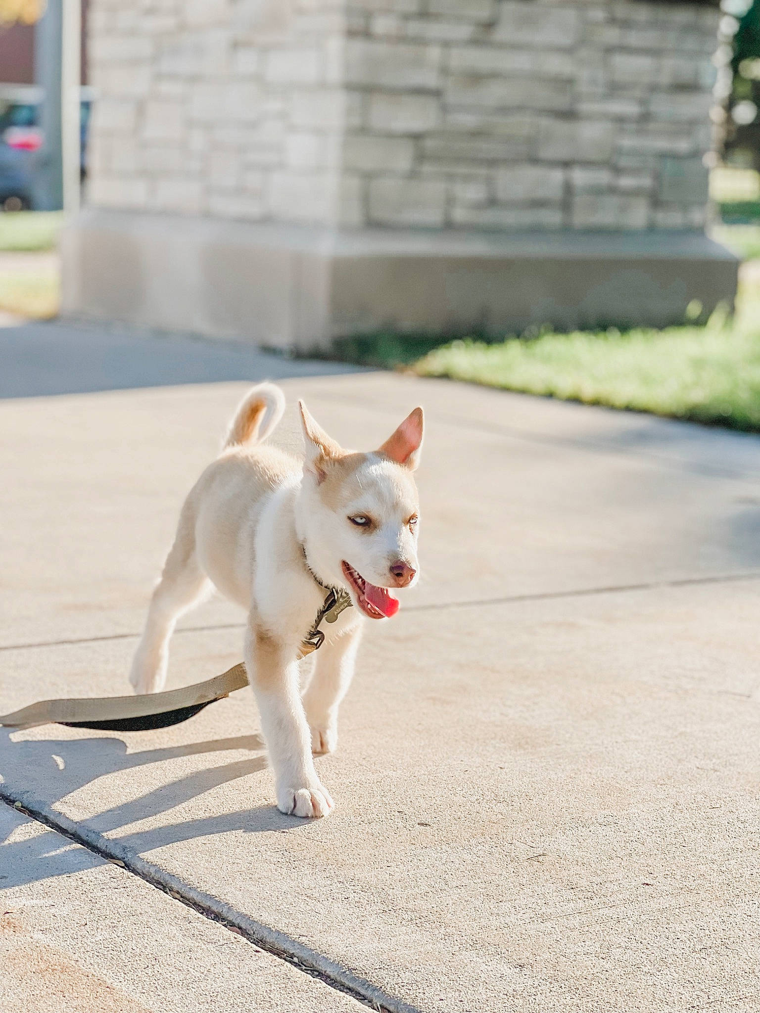 Asher joined the competition — help win amazing prizes! canidae, carnivore, collar, companion_dog, dog, dog_breed, dog_collar, dog_supply, fawn, leash, pet_supply, plant, road, road_surface, sidewalk, snout, sporting_group, street, tail, working_animal