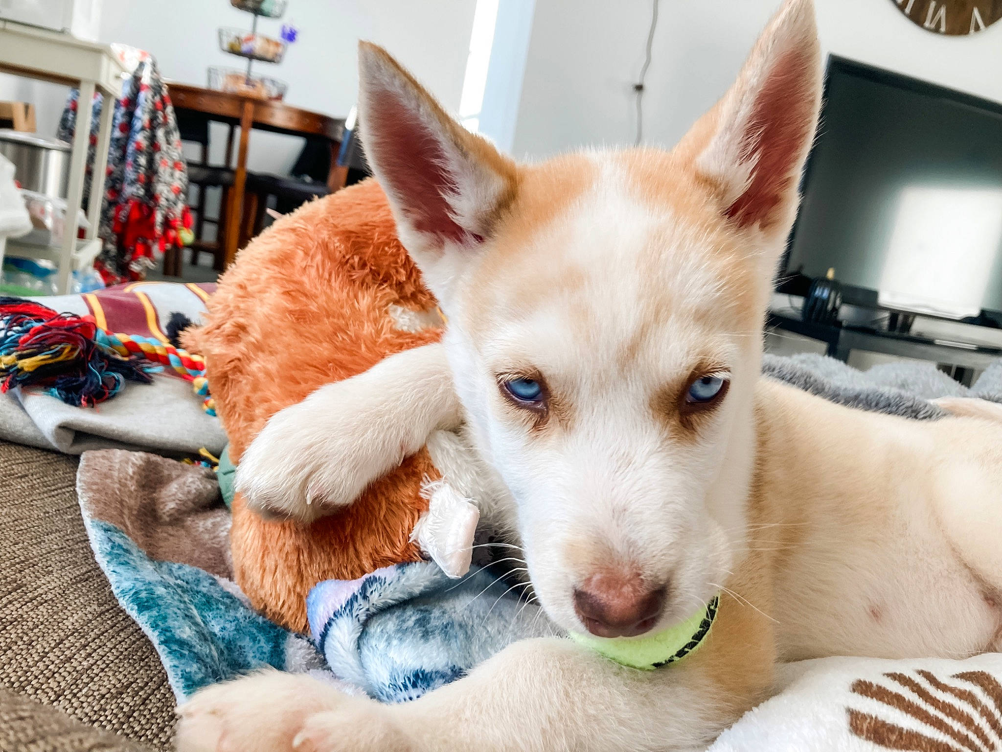 Asher is registered to the contest to win money with this photo: ancient_dog_breeds, canidae, carnivore, comfort, companion_dog, computer_keyboard, dingo, dog, dog_breed, ear, fawn, fur, non_sporting_group, paw, shelf, snout, sporting_group, television, whiskers, working_animal