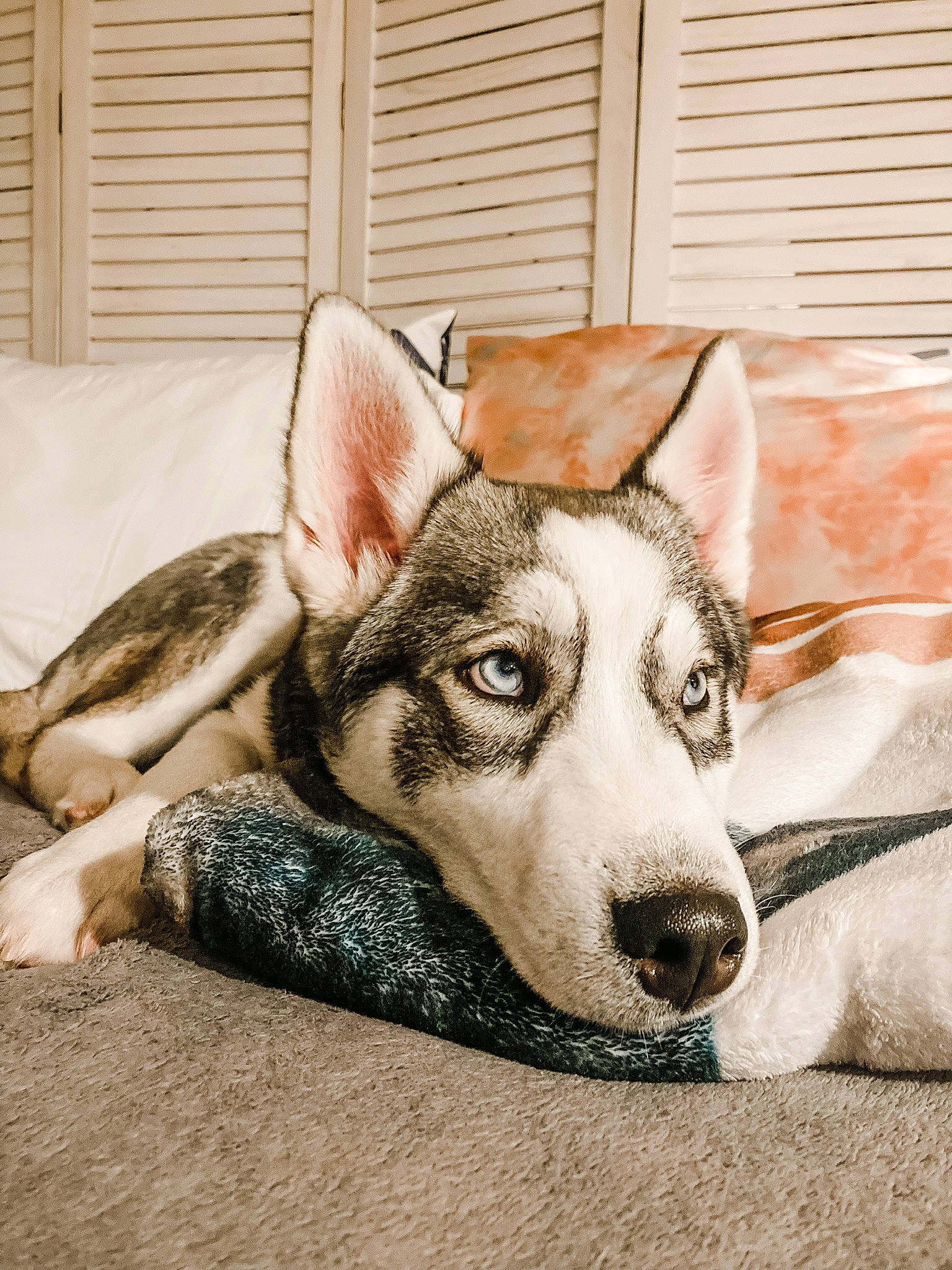 Koda is registered to the contest to win money with this photo: canidae, carnivore, comfort, companion_dog, couch, dog, dog_breed, fawn, fur, human_leg, non_sporting_group, paw, sitting, sled_dog, snout, sporting_group, whiskers, window_blind, working_animal, working_dog