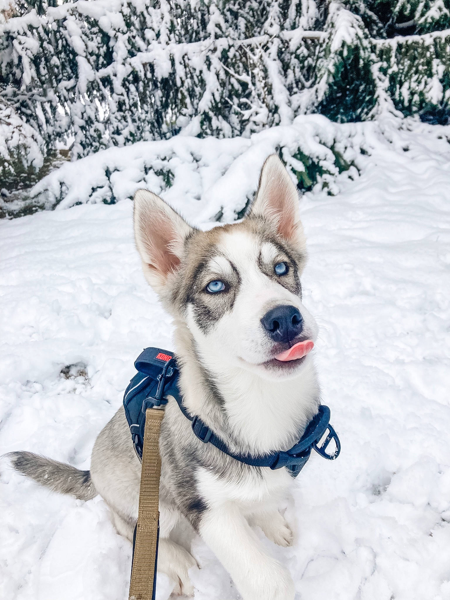 Koda joined the competition — help win amazing prizes! canidae, carnivore, collar, companion_dog, dog, dog_breed, dog_collar, dog_supply, electric_blue, fawn, freezing, fur, recreation, sled_dog, slope, snout, snow, sporting_group, whiskers, winter