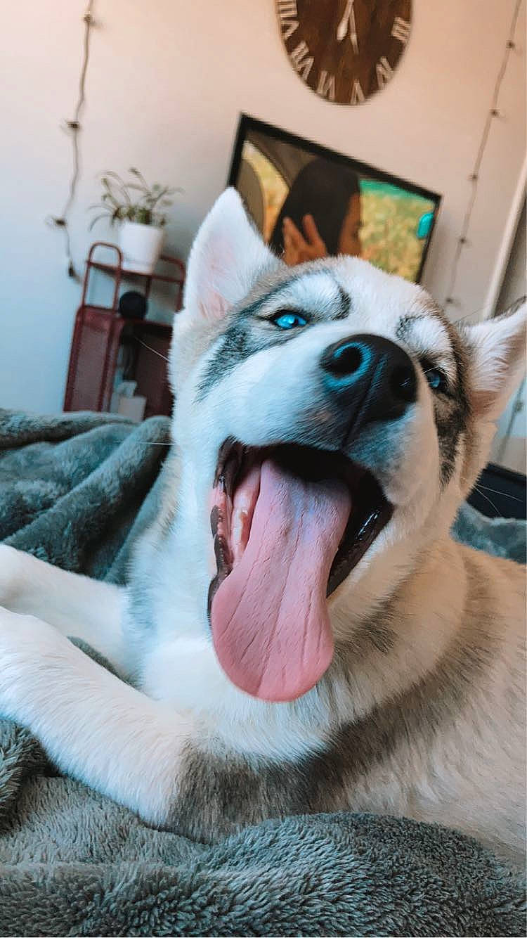 Koda is registered to the contest to win money with this photo: carnivore, comfort, companion_dog, dog, dog_breed, fang, fawn, felidae, foot, fur, houseplant, jaw, picture_frame, plant, snout, terrestrial_animal, whiskers, wildlife, working_animal, yawn