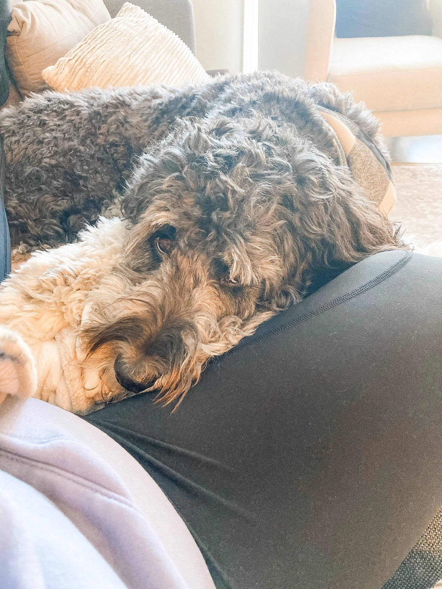 Jorja is registered to the contest to win money with this photo: canidae, carnivore, comfort, companion_dog, couch, dog, dog_breed, fur, non_sporting_group, snout, sporting_group, terrier, water_dog, working_animal