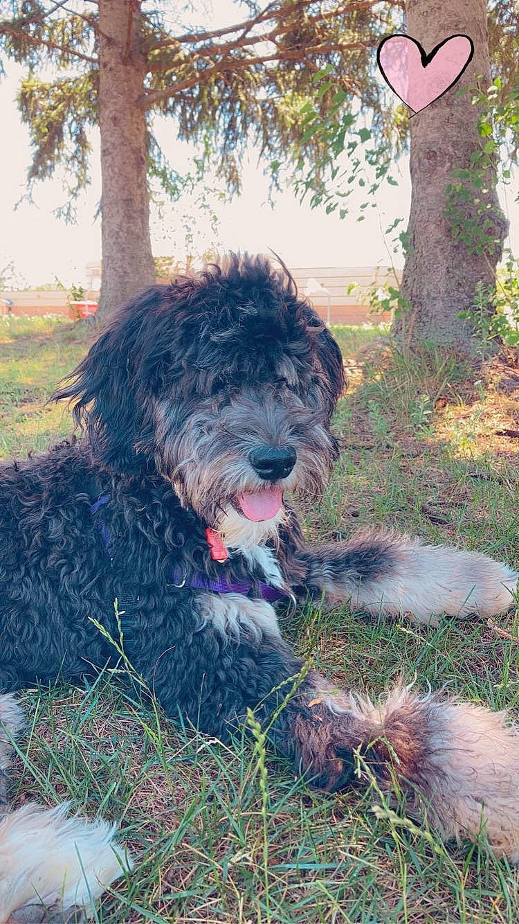 Jorja joined the competition — help win amazing prizes! canidae, carnivore, companion_dog, dog, dog_breed, fur, grass, groundcover, liver, plant, small_terrier, soil, terrestrial_animal, terrier, tree, water_dog, working_animal, working_dog
