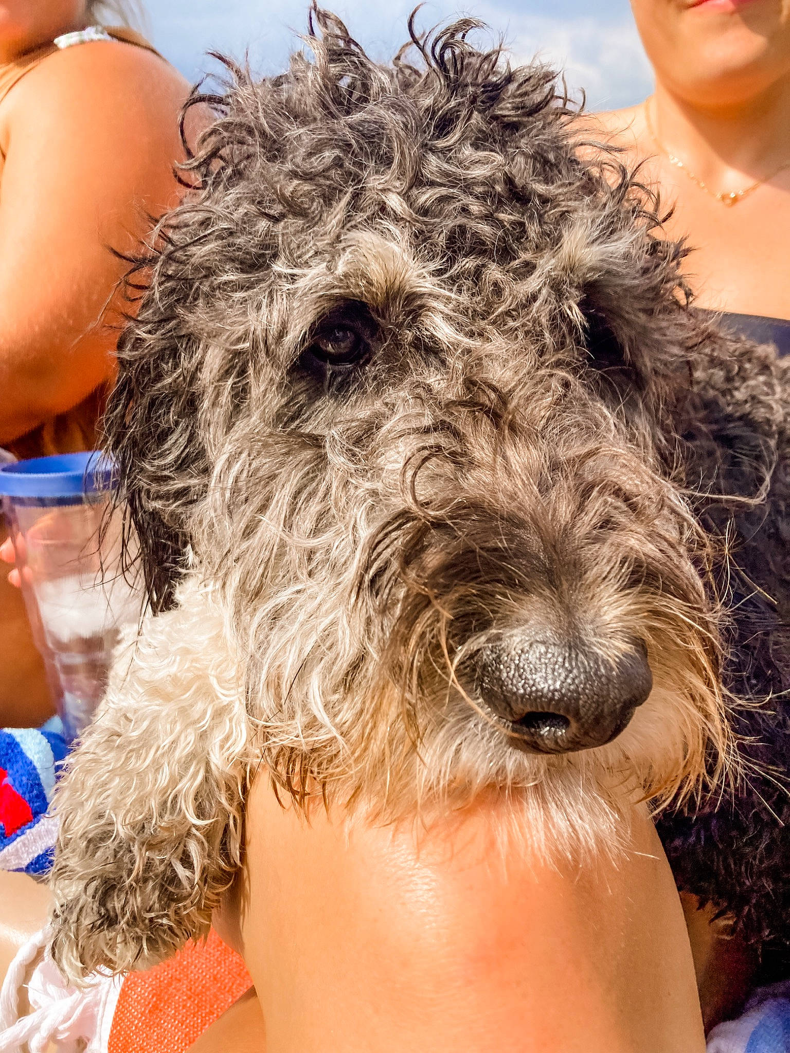 Jorja joined the competition — help win amazing prizes! canidae, carnivore, companion_dog, dog, dog_breed, event, eyewear, facial_hair, fun, fur, happy, hat, ringlet, smile, snout, sporting_group, terrier, water_dog