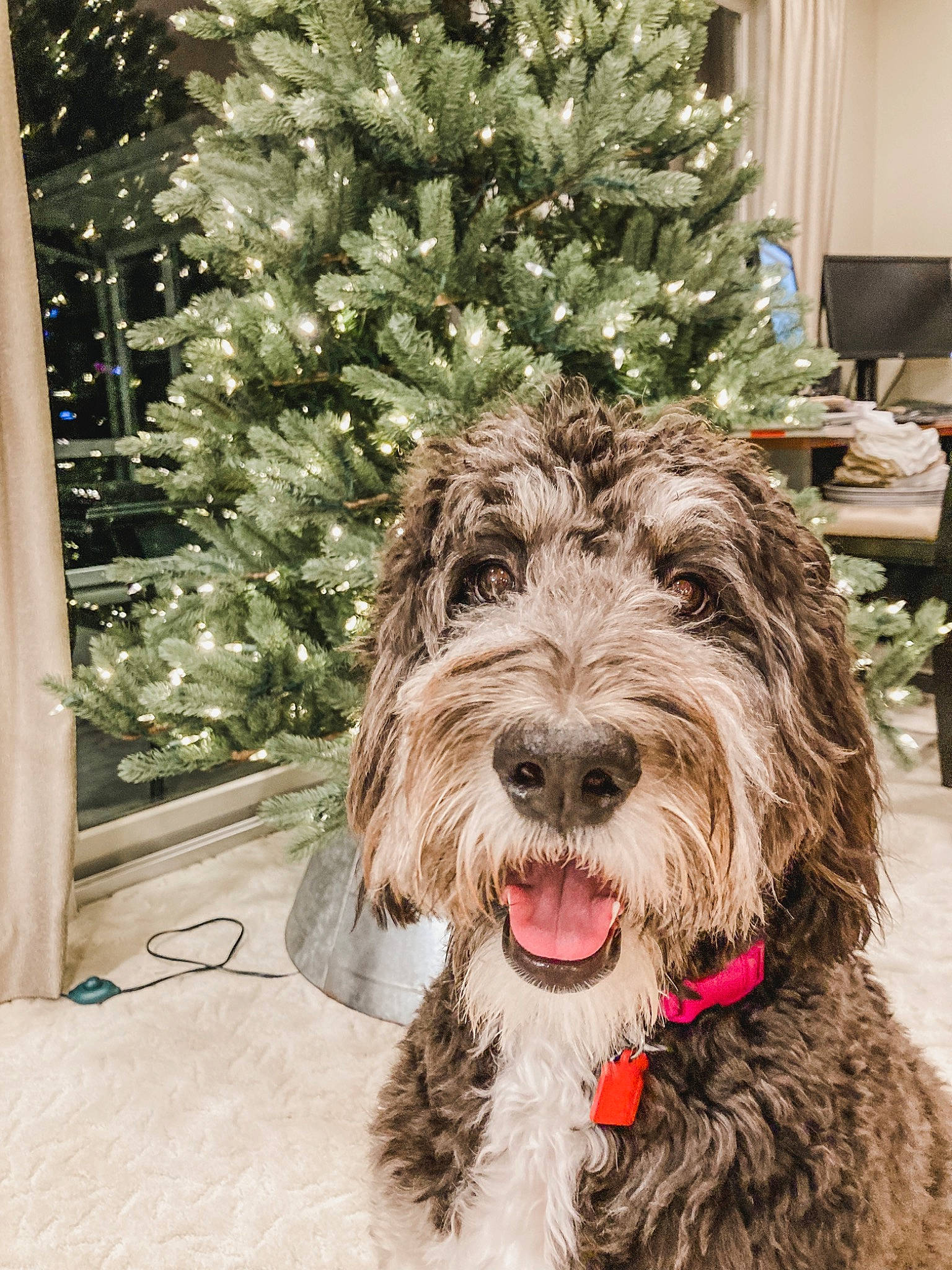 Jorja joined the competition — help win amazing prizes! canidae, carnivore, christmas, christmas_decoration, christmas_tree, collar, companion_dog, conifer, curtain, dog, dog_breed, dog_collar, event, fur, liver, snout, sporting_group, terrier, water_dog, working_animal