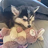 Staten joined the competition — help win amazing prizes! puppy, dog, sleepy, cuddling, stuffed_animal, plush_toy, bunny, toy, black_and_white, fluffy, ears, paws, nose, indoor, bed, blanket, cozy, sunlight, portrait, pet