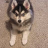 Staten is registered to the contest to win money with this photo: puppy, dog, husky, siberian_husky, fluffy, black_and_white, blue_eyes, animal, pet, canine, sitting, carpet, indoor, portrait, close_up, ears, paws, fur, cute, looking_at_camera