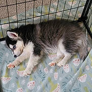 Staten is registered to the contest to win money with this photo: puppy, dog, black_and_white, fluffy, sleeping, lying_down, animal, pet, canine, husky, small_dog, wire_pen, blanket, cozy, indoors, carpet, portrait, closeup, cute, relaxed
