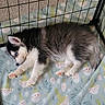 puppy, dog, black_and_white, fluffy, sleeping, lying_down, animal, pet, canine, husky, small_dog, wire_pen, blanket, cozy, indoors, carpet, portrait, closeup, cute, relaxed