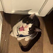 Oreo is registered to the contest to win money with this photo: cat, tuxedo_cat, pet, indoor, wood_floor, white_cabinet, collar, bell, meowing, tongue, wide_eyes, tail, looking_up, cute, domestic_cat, black_and_white, close_up, shadow, flooring, home