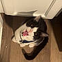 cat, tuxedo_cat, pet, indoor, wood_floor, white_cabinet, collar, bell, meowing, tongue, wide_eyes, tail, looking_up, cute, domestic_cat, black_and_white, close_up, shadow, flooring, home