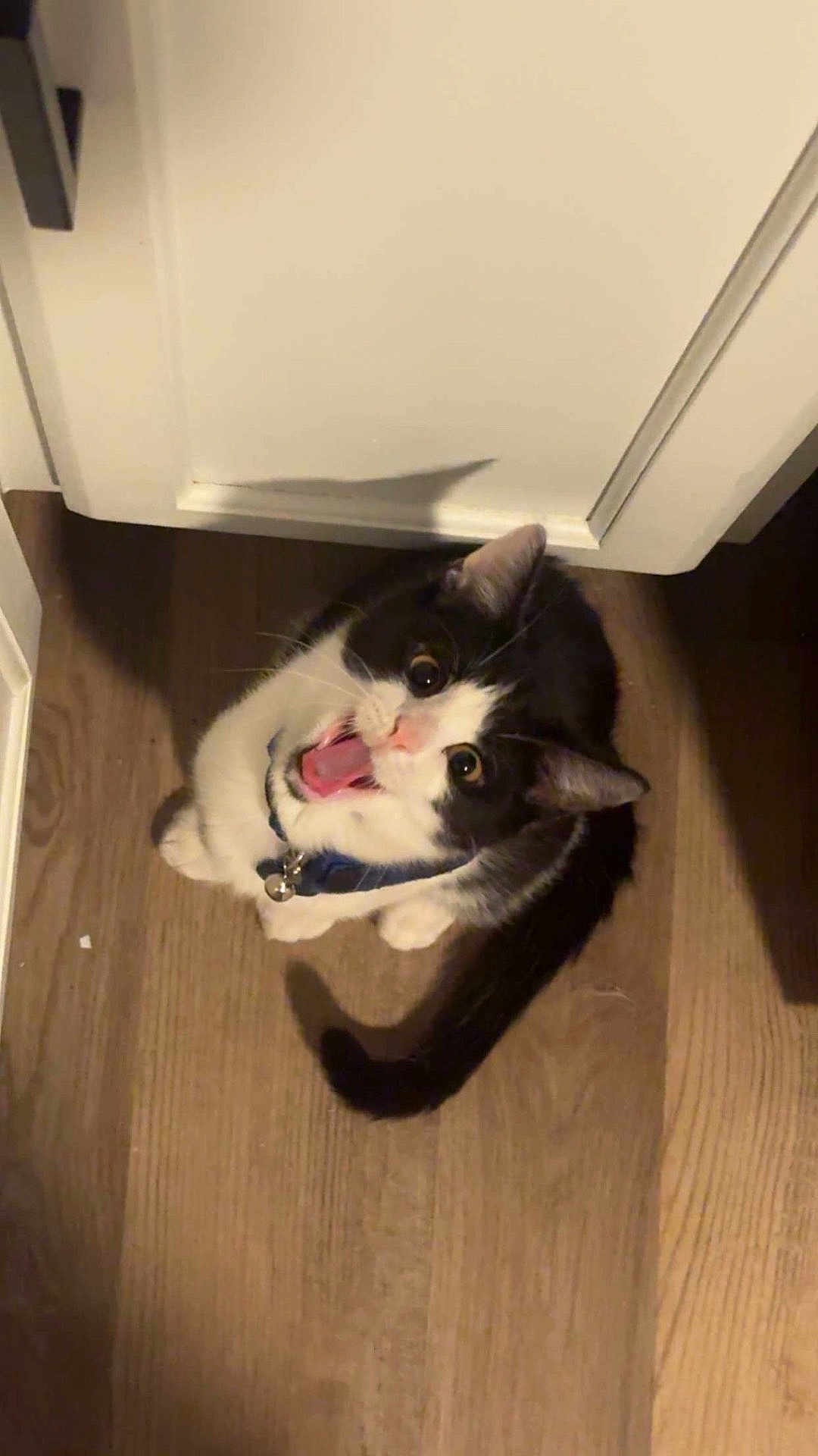 Oreo is registered to the contest to win money with this photo: cat, tuxedo_cat, pet, indoor, wood_floor, white_cabinet, collar, bell, meowing, tongue, wide_eyes, tail, looking_up, cute, domestic_cat, black_and_white, close_up, shadow, flooring, home