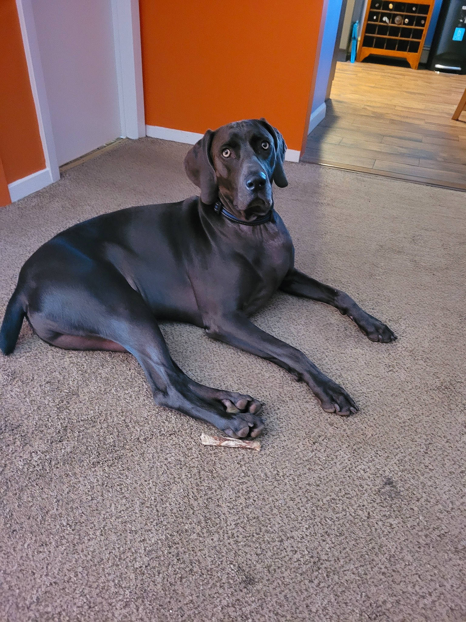 Grayson is registered to the contest to win money with this photo: canidae, carnivore, collar, comfort, companion_dog, dog, dog_breed, dog_collar, dog_supply, fawn, floor, flooring, guard_dog, gun_dog, hardwood, liver, snout, sporting_group, tail, working_animal