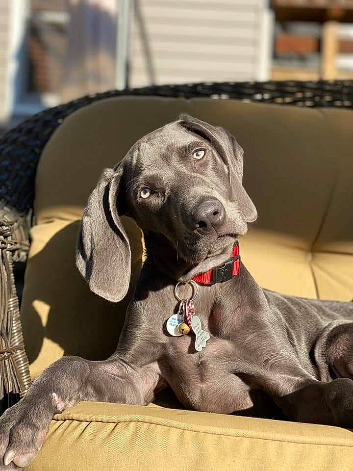 Grayson is registered to the contest to win money with this photo: canidae, carnivore, collar, comfort, companion_dog, couch, dog, dog_breed, dog_collar, dog_supply, fawn, hunting_dog, liver, metal, non_sporting_group, pet_supply, snout, sporting_group, working_animal, working_dog