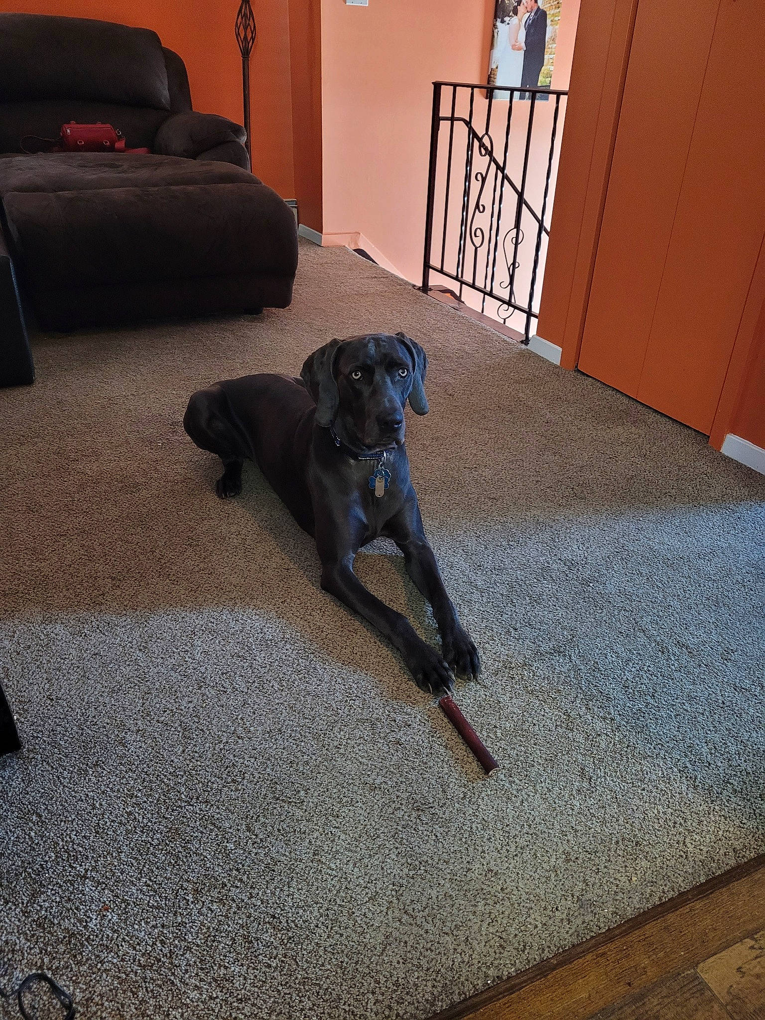 Grayson joined the competition — help win amazing prizes! carnivore, carpet, comfort, companion_dog, couch, dog, dog_breed, door, fawn, floor, flooring, grey, hardwood, laminate_flooring, room, snout, sporting_group, tail, wood, working_animal