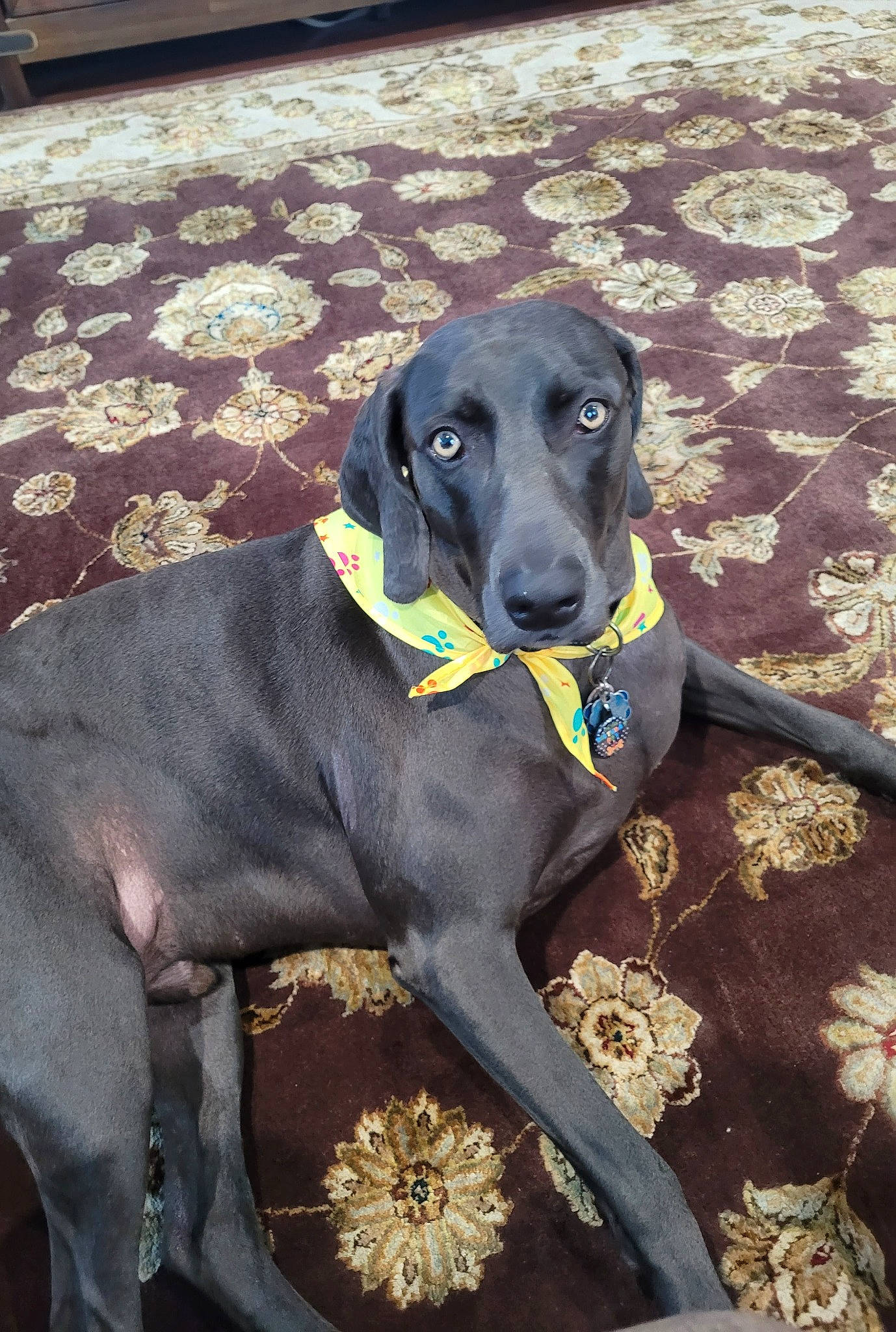 Grayson joined the competition — help win amazing prizes! borador, carnivore, collar, companion_dog, dog, dog_breed, dog_collar, dog_supply, guard_dog, gun_dog, hunting_dog, pet_supply, sporting_group, tail, terrestrial_animal, working_animal, working_dog