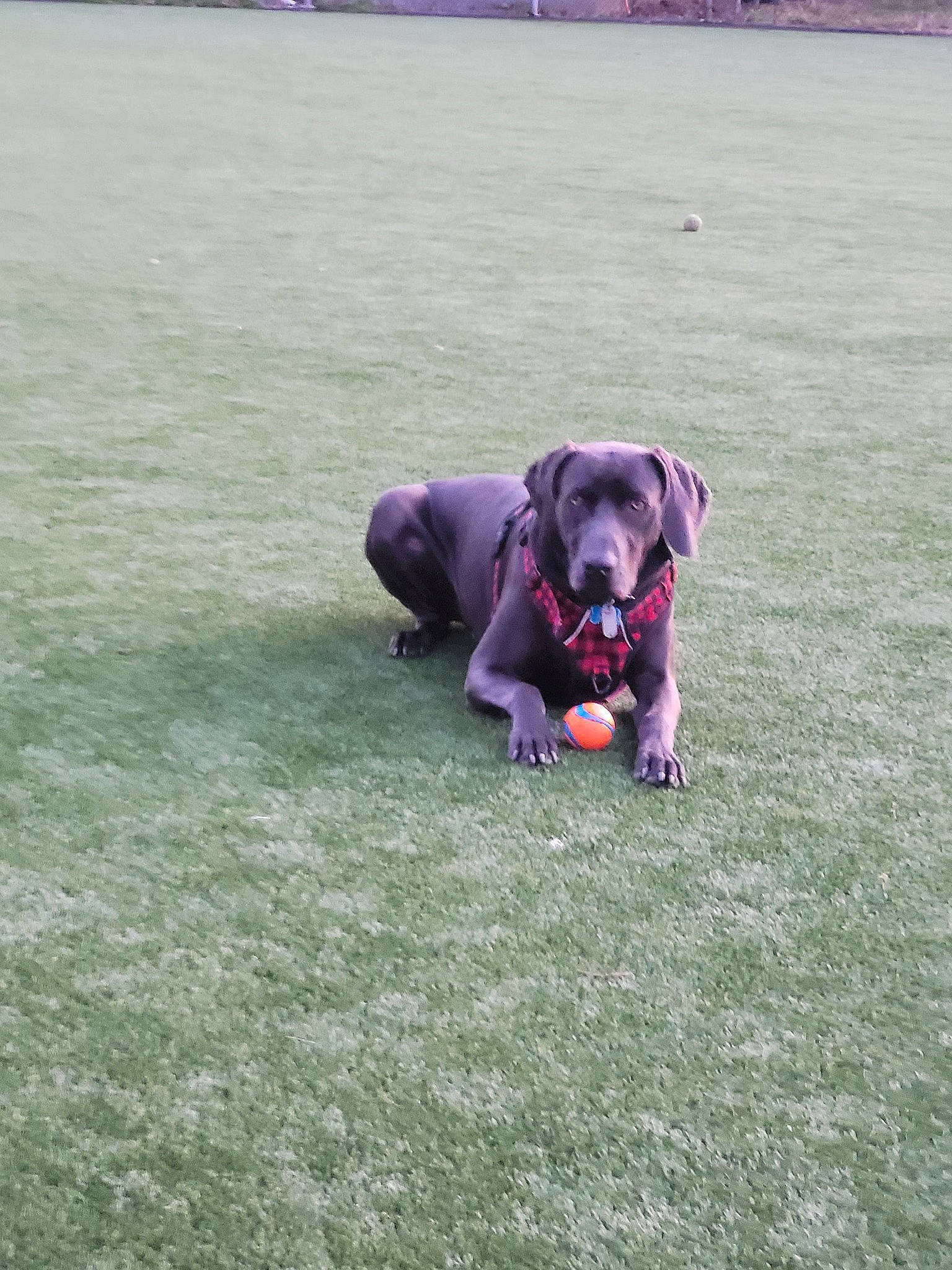 Grayson is registered to the contest to win money with this photo: borador, canidae, carnivore, collar, companion_dog, dog, dog_breed, grass, guard_dog, gun_dog, leash, magenta, plant, retriever, snout, sporting_group, sports, sports_equipment, tail, working_animal