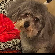 Jr. is registered to the contest to win money with this photo: animal, bed, blanket, canine, comfort, cozy, curly_fur, cute, dog, domestic, face, fluffy, fur, gray_dog, home, indoor, looking, pet, red_cloth, resting