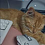 cat, kitten, sleeping, orange_tabby, keyboard, computer_mouse, desk, indoor, pet, cute, feline, resting, technology, electronics, closeup, animal, cozy, pink_surface, whiskers, dream