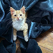 Milo a rejoint le concours — aidez-le/la à gagner de superbes lots ! kitten, cat, orange_cat, white_fur, blanket, blue_blanket, slippers, black_slippers, wooden_floor, floor, pet, animal, indoor, cozy, cute, young_cat, fur, whiskers, paw, curious