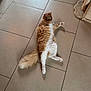 cat, orange_cat, white_cat, fluffy, lying_down, floor, tile_floor, indoor, scratching_post, toy, pet, animal, relaxed, curious, fur, tail, paws, home, cozy, domestic