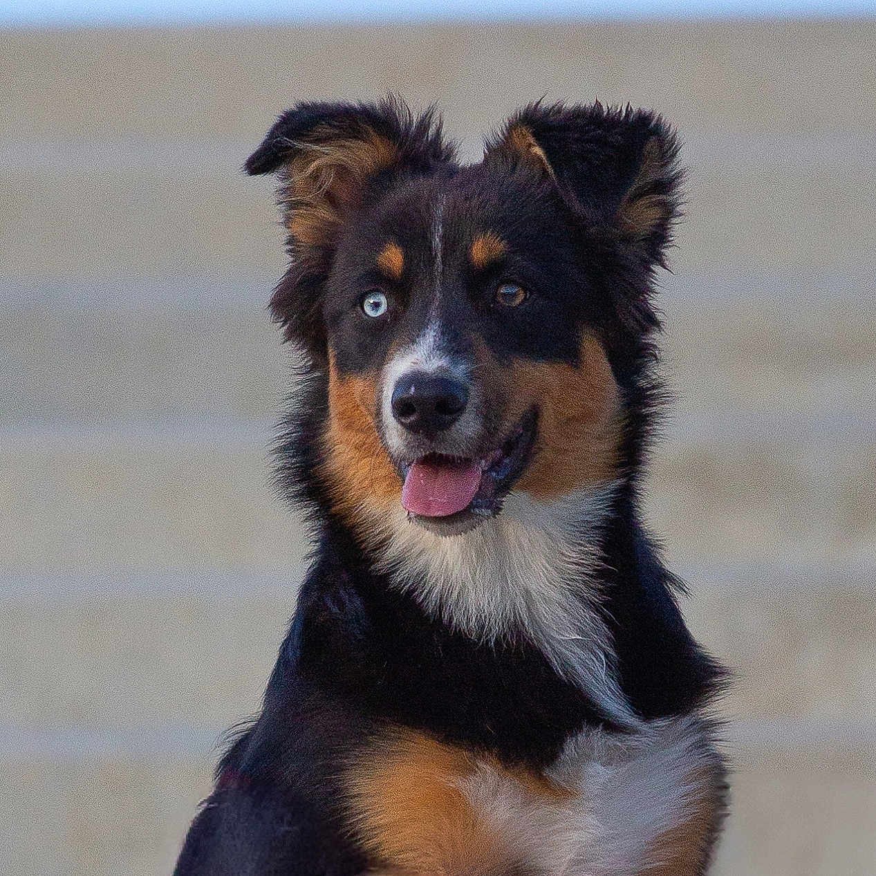 Vogue a rejoint le concours — aidez-le/la à gagner de superbes lots ! alert, animal, black_fur, brown_fur, canine, cute, daylight, dog, ears_up, friendly, fur, happy, heterochromia, outdoor, pet, portrait, sitting, steps, tongue_out, white_fur