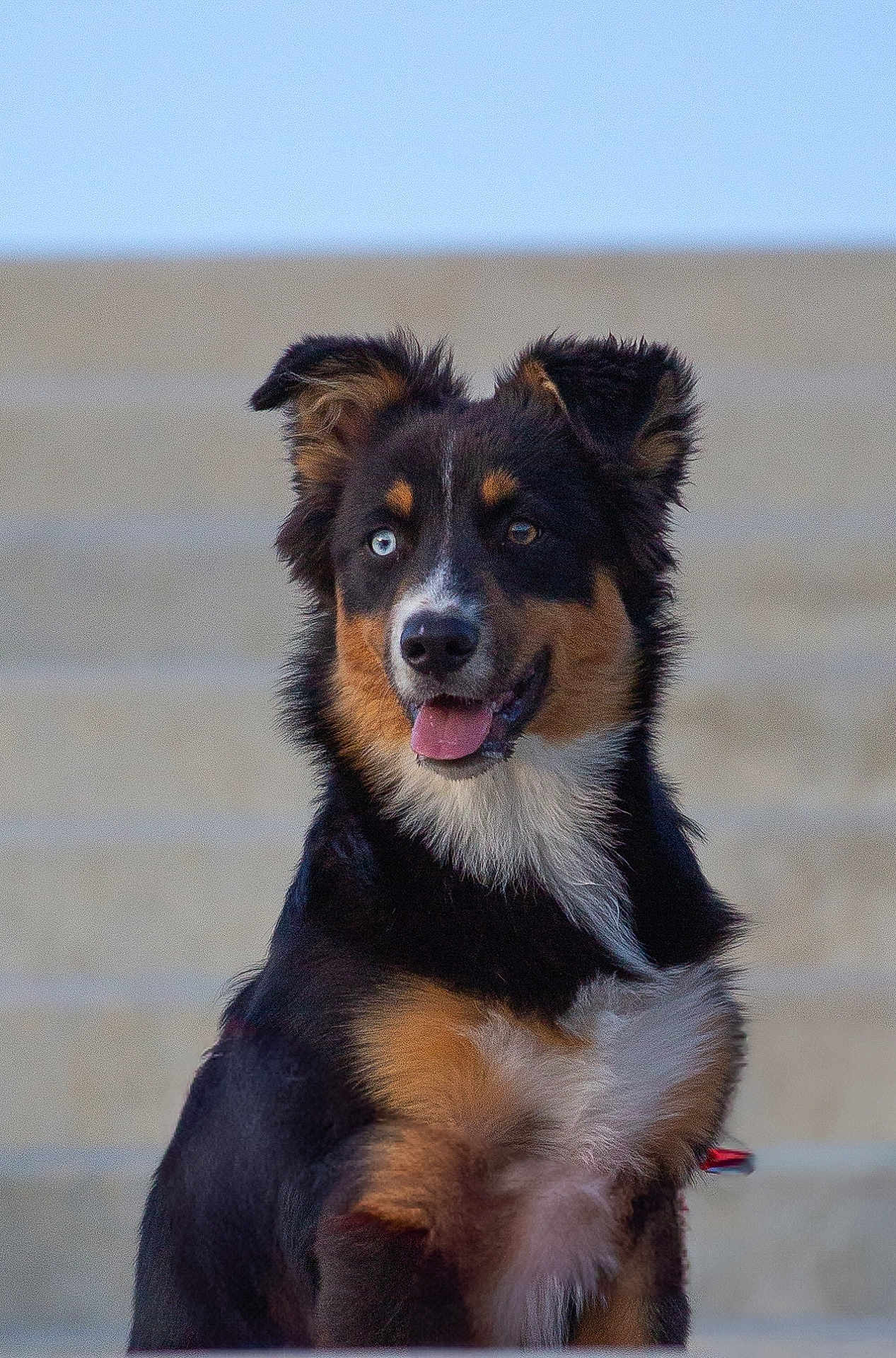 Vogue a rejoint le concours — aidez-le/la à gagner de superbes lots ! dog, animal, pet, heterochromia, happy, tongue_out, ears_up, outdoor, steps, black_fur, brown_fur, white_fur, portrait, sitting, canine, friendly, cute, fur, alert, daylight