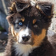 Vogue participe au concours pour gagner de l'argent avec cette photo : puppy, dog, blue_eye, brown_eye, tricolor, fur, ears, whiskers, outdoor, sunlight, closeup, portrait, animal, pet, cute, young, face, nose, black_fur, white_fur