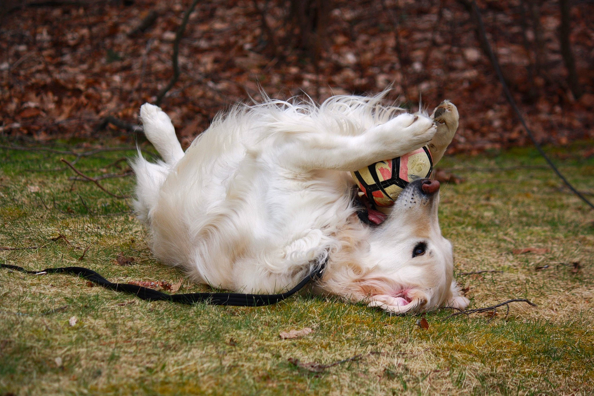 Astro is registered to the contest to win money with this photo: american_eskimo_dog, canidae, carnivore, companion_dog, dog, dog_breed, fawn, felidae, fur, grass, livestock, pasture, paw, retriever, small_to_medium_sized_cats, snout, sporting_group, tail, terrestrial_animal, whiskers