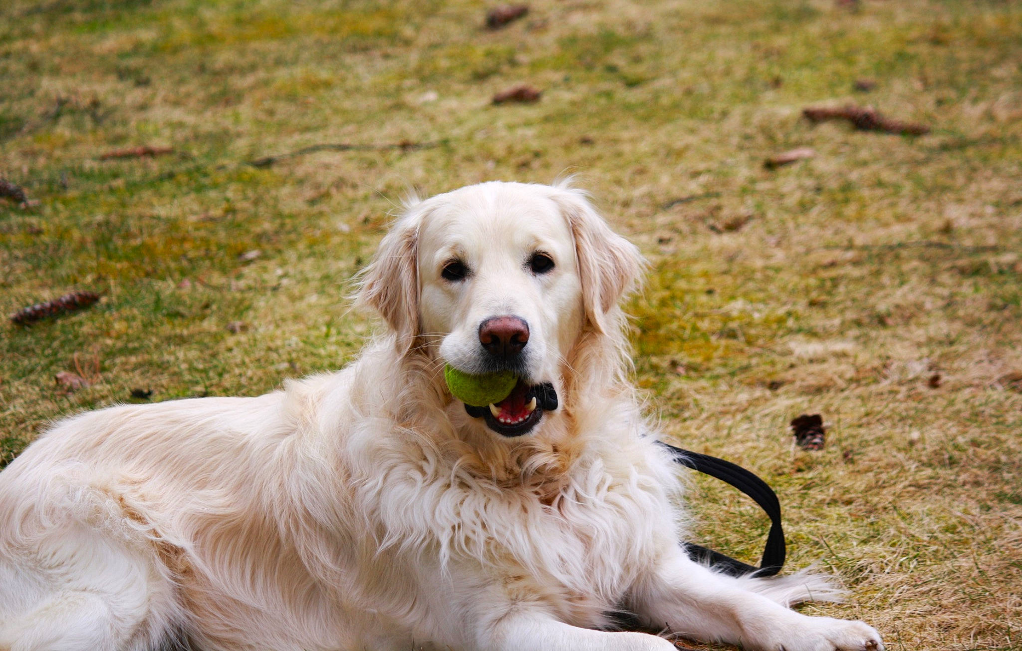 Astro is registered to the contest to win money with this photo: canidae, carnivore, collar, companion_dog, dog, dog_breed, fang, fur, golden_retriever, grass, gun_dog, happy, pet_supply, plant, retriever, snout, soil, sporting_group, terrestrial_animal, working_animal