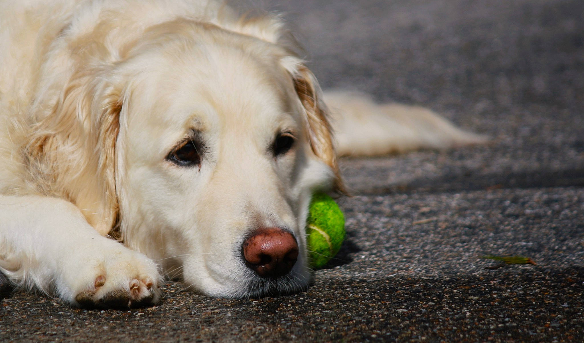 Astro joined the competition — help win amazing prizes! asphalt, ball, canidae, carnivore, companion_dog, dog, dog_breed, fawn, fur, grass, gun_dog, livestock_guardian_dog, pet_supply, retriever, road_surface, snout, soil, sporting_group, terrestrial_animal, whiskers