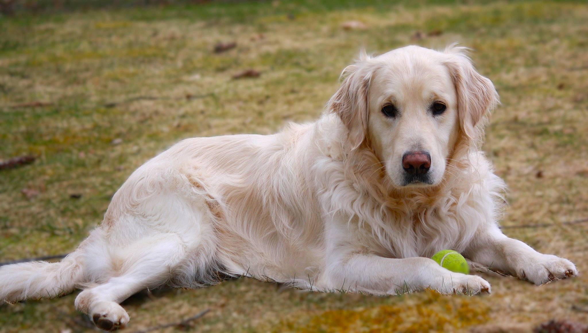 Astro joined the competition — help win amazing prizes! canidae, carnivore, companion_dog, dog, dog_breed, golden_retriever, grass, grassland, gun_dog, plant, snout, sporting_group, terrestrial_animal, wildlife, working_dog