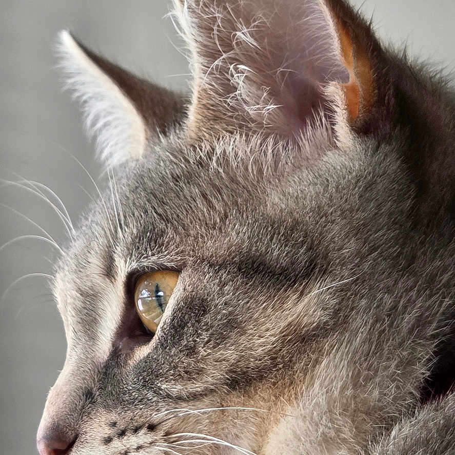 Poppy is registered to the contest to win money with this photo: abyssinian, accessories, angora, animal, cat, collar, kitten, manx, pet, siamese