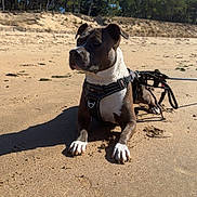 Blue participe au concours pour gagner de l'argent avec cette photo : animal, beach, black, brown, calm, canine, daytime, dog, harness, leash, nature, outdoor, pet, quiet, relaxed, sand, sky, sunny, trees, white