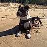 animal, beach, black, brown, calm, canine, daytime, dog, harness, leash, nature, outdoor, pet, quiet, relaxed, sand, sky, sunny, trees, white