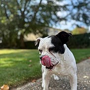 Draco is registered to the contest to win money with this photo: dog, black_and_white, tongue_out, pet, outdoor, nature, grass, tree, pathway, close_up, animal, cute, playful, canine, summer, sunlight, tongue, portrait, walking, daytime