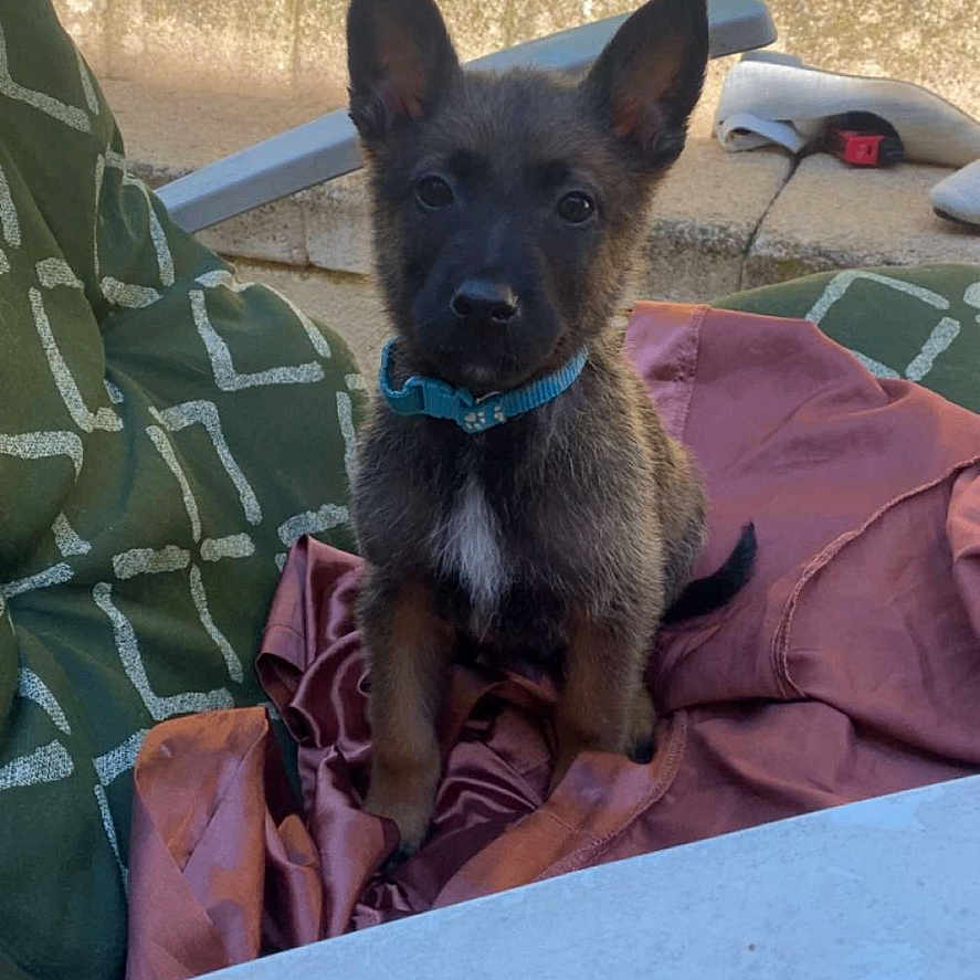 Eros a rejoint le concours — aidez-le/la à gagner de superbes lots ! alert, animal, black, brown, chair, cloth, collar, cushion, cute, dog, ears, fur, looking, outdoor, pet, puppy, sitting, texture, wall, young