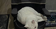 Snow participe au concours pour gagner de l'argent avec cette photo : animal, black_seat, car_seat, cat, child_seat, cozy, curious, door, floor, furniture, gray_seat, home, indoor, mat, pet, resting, shoe, sneaker, white_cat, wooden_floor