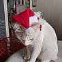 animal, cat, christmas, cozy, cute, domestic, feline, festive, fur, holiday, indoor, looking_down, pet, red, santa_hat, sitting, table, whiskers, white, white_cat
