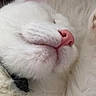 animal, cat, close_up, cozy, cute, face, fluffy, fur, indoors, muzzle, peaceful, pet, pink_nose, portrait, relaxed, resting, sleeping, soft, whiskers, white_cat