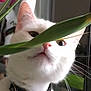 animal, background_blur, cat, closeup, collar, curious, domestic_cat, face, feline, flower, green, houseplant, indoor, leaf, nature, pet, plant, whiskers, white_cat, window