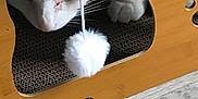 Snow participe au concours pour gagner de l'argent avec cette photo : animal, cat, closeup, cozy, curious, cutout, domestic, feline, floor, indoor, paw, pet, playful, pom_pom, string, texture, toy, whiskers, white_cat, wooden_cat_house