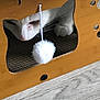 animal, cat, closeup, cozy, curious, cutout, domestic, feline, floor, indoor, paw, pet, playful, pom_pom, string, texture, toy, whiskers, white_cat, wooden_cat_house